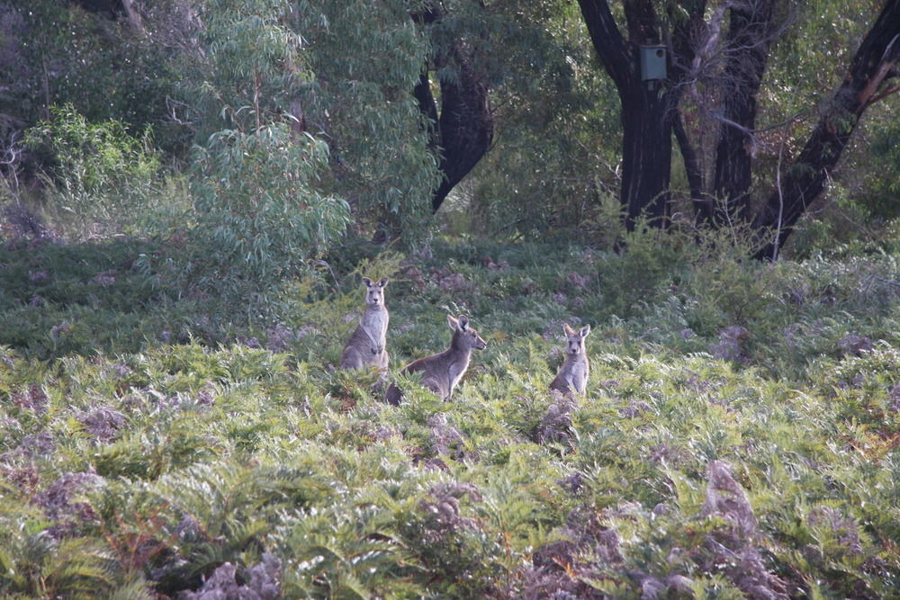 Boroka Downs Villa Halls Gap Eksteriør bilde