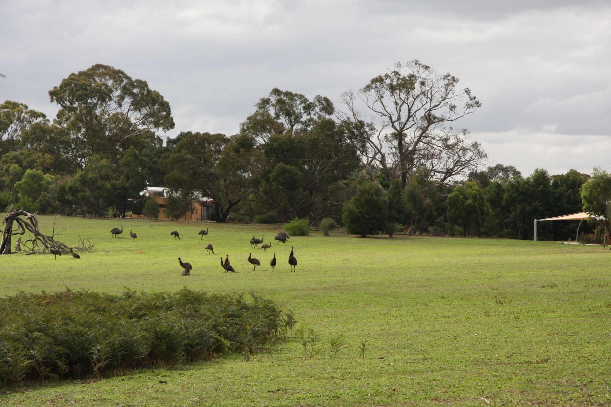 Boroka Downs Villa Halls Gap Eksteriør bilde